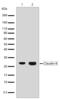 Claudin-8 antibody, 710222, Invitrogen Antibodies, Western Blot image 