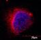 Zinc Metallopeptidase STE24 antibody, NB100-2387, Novus Biologicals, Immunofluorescence image 