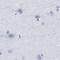 Radial Spoke Head Component 1 antibody, NBP1-89840, Novus Biologicals, Immunohistochemistry paraffin image 