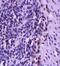 FAS antibody, orb10642, Biorbyt, Immunohistochemistry paraffin image 