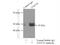 Zinc Finger Protein 124 antibody, 25216-1-AP, Proteintech Group, Immunoprecipitation image 