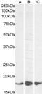 AIF1 antibody, TA302786, Origene, Western Blot image 