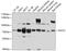 POZ-, AT hook-, and zinc finger-containing protein 1 antibody, 13-398, ProSci, Western Blot image 