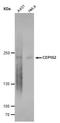 Centrosomal Protein 152 antibody, NBP2-43721, Novus Biologicals, Western Blot image 