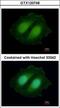 COBW Domain Containing 1 antibody, GTX120748, GeneTex, Immunofluorescence image 