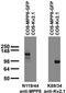 M-Phase Phosphoprotein 8 antibody, 75-154, Antibodies Incorporated, Western Blot image 