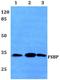 Fibrinogen Silencer Binding Protein antibody, A11904, Boster Biological Technology, Western Blot image 