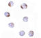Kelch-like protein 15 antibody, A13892, Boster Biological Technology, Immunocytochemistry image 