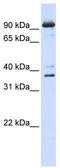 Nuclear Cap Binding Protein Subunit 1 antibody, TA345797, Origene, Western Blot image 