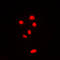 Ribosomal Protein L11 antibody, LS-C352788, Lifespan Biosciences, Immunofluorescence image 