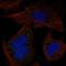 Protocadherin Beta 14 antibody, HPA007692, Atlas Antibodies, Immunofluorescence image 