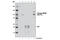 Minichromosome Maintenance Complex Component 3 antibody, 12686S, Cell Signaling Technology, Immunoprecipitation image 