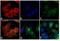 Mouse IgG antibody, SA5-10159, Invitrogen Antibodies, Immunofluorescence image 