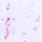 Cell Division Cycle Associated 3 antibody, LS-C353574, Lifespan Biosciences, Immunohistochemistry frozen image 