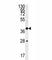 Wnt Family Member 8B antibody, F43382-0.4ML, NSJ Bioreagents, Western Blot image 