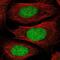 Developmental pluripotency-associated protein 2 antibody, NBP1-85426, Novus Biologicals, Immunofluorescence image 