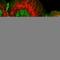 L/S Afadin antibody, HPA030212, Atlas Antibodies, Immunocytochemistry image 