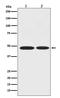 Enolase 1 antibody, M01250, Boster Biological Technology, Western Blot image 