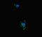 Aldehyde dehydrogenase family 16 member A1 antibody, orb45209, Biorbyt, Immunofluorescence image 