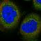 A-Kinase Anchoring Protein 3 antibody, NBP1-89173, Novus Biologicals, Immunofluorescence image 