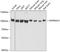 Heat shock protein HSP 90-alpha antibody, 13-479, ProSci, Western Blot image 
