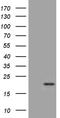SEC11 Homolog A, Signal Peptidase Complex Subunit antibody, LS-C798930, Lifespan Biosciences, Western Blot image 