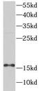6-Pyruvoyltetrahydropterin Synthase antibody, FNab06952, FineTest, Western Blot image 