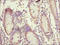 Stromelysin-2 antibody, LS-C285668, Lifespan Biosciences, Immunohistochemistry paraffin image 