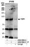 DNA Topoisomerase I antibody, A302-590A, Bethyl Labs, Immunoprecipitation image 