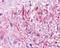Gastric Inhibitory Polypeptide Receptor antibody, NLS3842, Novus Biologicals, Immunohistochemistry frozen image 