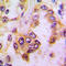 Caspase 9 antibody, LS-C351948, Lifespan Biosciences, Immunohistochemistry paraffin image 