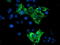 Zinc Finger BED-Type Containing 1 antibody, LS-C787379, Lifespan Biosciences, Immunofluorescence image 