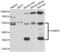 Hyaluronan-binding protein 2 antibody, LS-C334971, Lifespan Biosciences, Western Blot image 