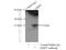 CXXC Repeat Containing Interactor Of PDZ3 Domain antibody, 11211-1-AP, Proteintech Group, Immunoprecipitation image 