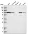 ATPase H+ Transporting V1 Subunit A antibody, HPA035083, Atlas Antibodies, Western Blot image 