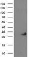 Phenylethanolamine N-Methyltransferase antibody, TA502830, Origene, Western Blot image 