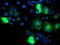 Iduronate 2-Sulfatase antibody, TA504276, Origene, Immunofluorescence image 