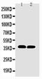 Coi antibody, PA5-79700, Invitrogen Antibodies, Western Blot image 