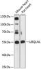 Ubiquilin Like antibody, 15-549, ProSci, Western Blot image 