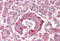 PH Domain And Leucine Rich Repeat Protein Phosphatase 1 antibody, MBS248955, MyBioSource, Immunohistochemistry frozen image 