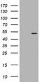 TAP Binding Protein Like antibody, LS-C337931, Lifespan Biosciences, Western Blot image 