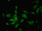 Cordon-Bleu WH2 Repeat Protein Like 1 antibody, LS-C377695, Lifespan Biosciences, Immunofluorescence image 