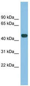 Transcription Factor B2, Mitochondrial antibody, TA345361, Origene, Western Blot image 
