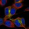 Neuronal Vesicle Trafficking Associated 2 antibody, HPA056191, Atlas Antibodies, Immunocytochemistry image 