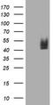 CD2 antibody, CF800697, Origene, Western Blot image 