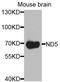 Mitochondrially Encoded NADH:Ubiquinone Oxidoreductase Core Subunit 5 antibody, orb373969, Biorbyt, Western Blot image 