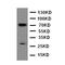 HIF3-alpha-1 antibody, LS-C313254, Lifespan Biosciences, Western Blot image 
