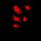 FKBP Prolyl Isomerase 6 antibody, orb341215, Biorbyt, Immunofluorescence image 