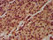 NLR Family Pyrin Domain Containing 6 antibody, LS-C680955, Lifespan Biosciences, Immunohistochemistry paraffin image 