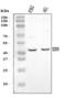 E2F Transcription Factor 3 antibody, A03068-3, Boster Biological Technology, Western Blot image 